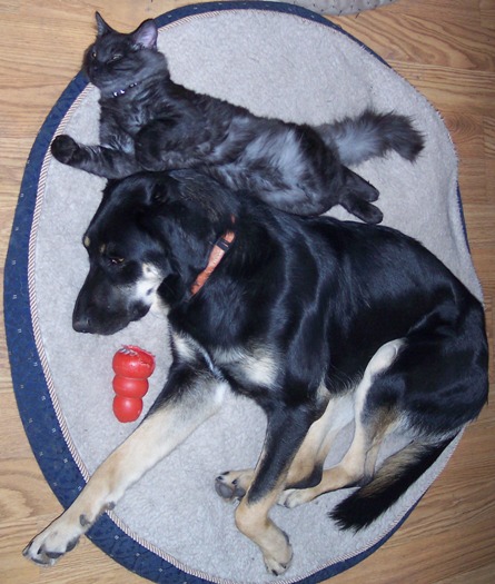 Buddies