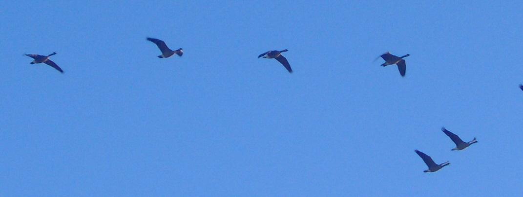 Geese
