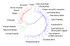 800px-CollapsedtreeLabels-simplified.svg