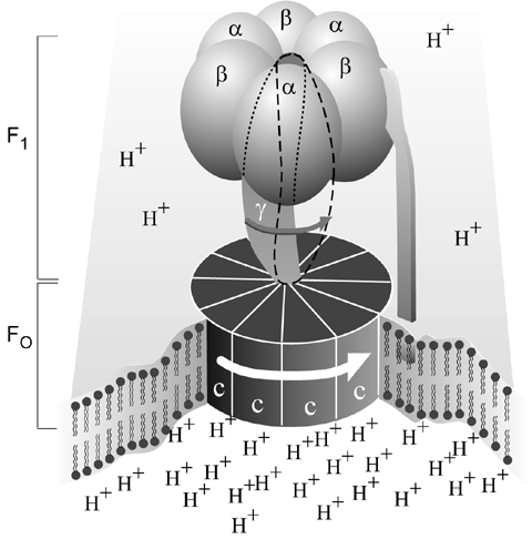 ATP Synthetase -- a rotaryu molecular motor that makes the ATP "energy battery" molecules of the living cell (HT: Nobel Foundation)