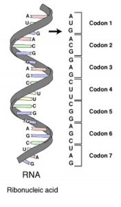 Genetic code (RNA form), courtesy Wiki