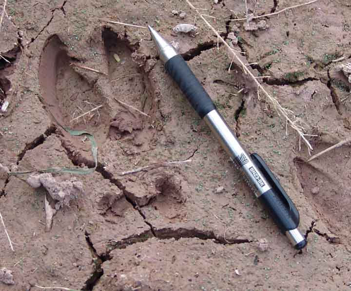 A probable Mule Deer track, in mud, showing dew claws (HT: http://www.saguaro-juniper.com, deer page.)
