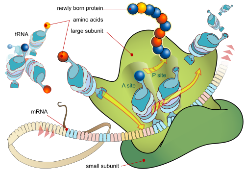 Step by step protein synthesis in action, in the ribosome, based on the sequence of codes in the mRNA control tape (Courtesy, Wikipedia and LadyofHats)