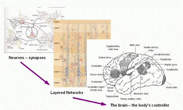 Fig. G.18(b): Integration of Neurons in layered networks and the brain, the body's controller, n.b. motor area. (Credits: Jedismed, Riken, HSS, India)