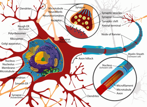 neuron_cell_diagram