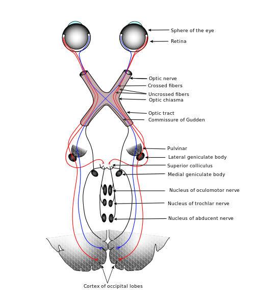 The human visual system (HT: Wiki and Gray's Anatomy)