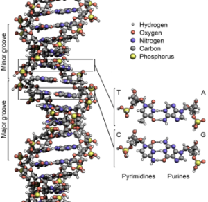 340px-DNA_Structure+Key+Labelled.pn_NoBB