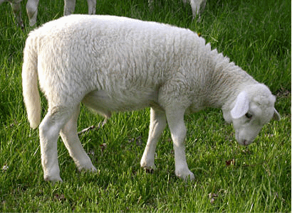 The tail of a sheep/lamb is not and cannot be a leg